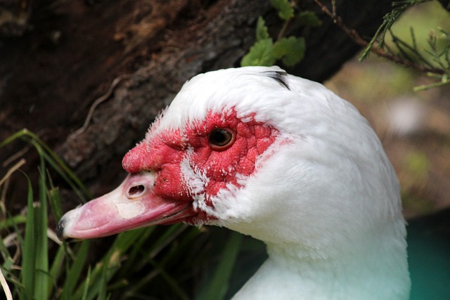 萨布利奇职 萨布利奇职